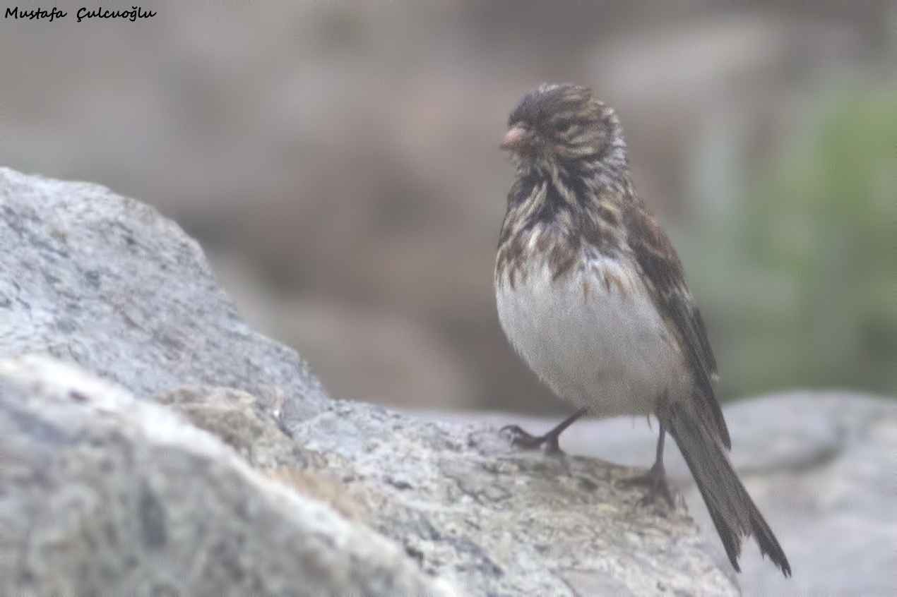 Twite